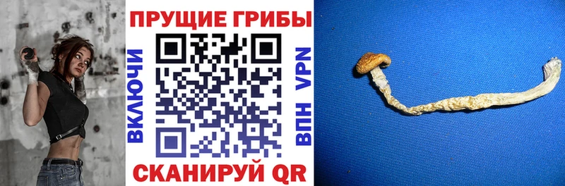 Псилоцибиновые грибы ЛСД Афипский